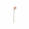 Decoratietak Vogelbek H83cm