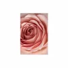 Print op glas Rose 80x120cm